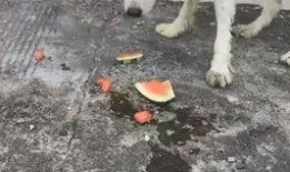 娱乐吃瓜酱中华田园犬,揭秘中华田园犬的趣味生活